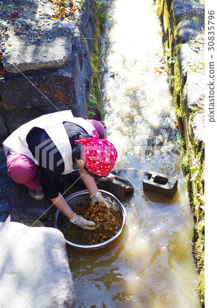 Tochinomi wash 30835796