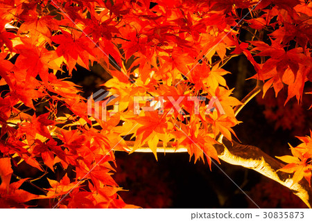 Maple autumn leaves light up 30835873