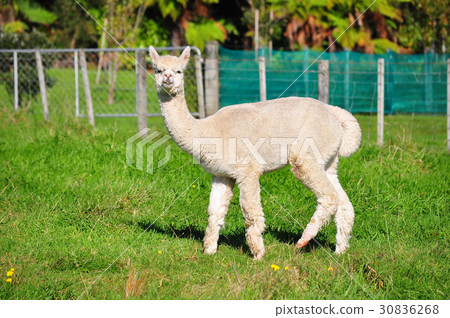 Alpaca on green grass Alpaca on green grass 30836268