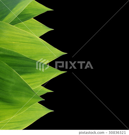 Green leaves of a lily the valley 30836321