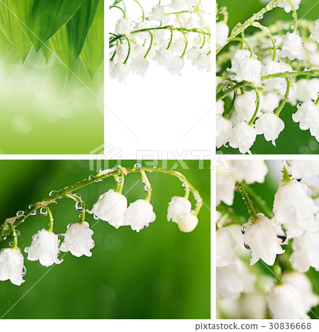Lily of the Valley - Convallaria Majalis Lily of the Valley - Convallaria Majalis 30836668