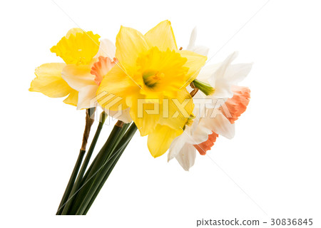 Daffodil flower isolated 30836845