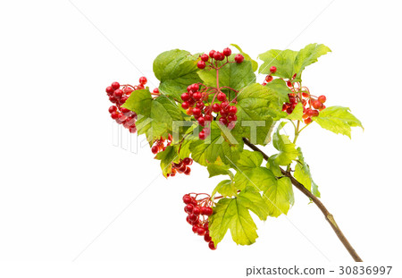 Orange mountain ash with green leaves 30836997