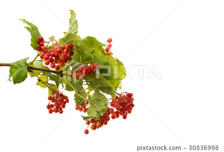 Orange mountain ash with green leaves Orange mountain ash with green leaves 30836998