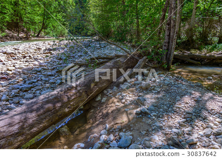 The fallen tree The fallen tree 30837642