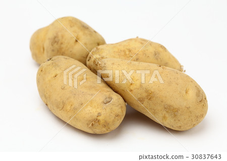 五月皇后 30837643