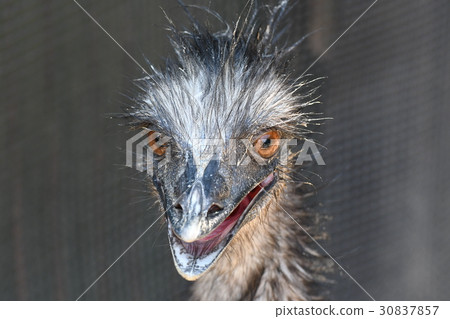 Emu 30837857