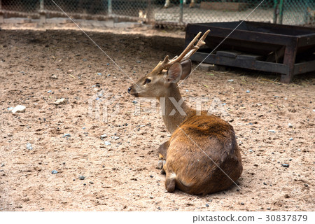 Deer in zoo 30837879