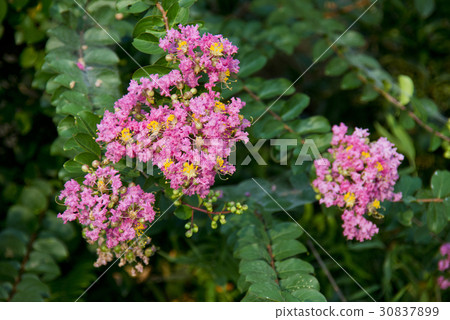 縐紗花 縐紗花 30837899
