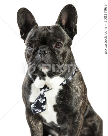 French Bulldog dog in tie 30837969