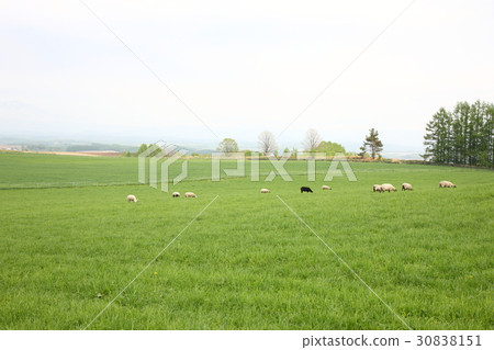Prairie and Sahawk Prairie and Sahawk 30838151