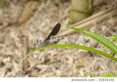 Atrocalopteryx蟬 30838198