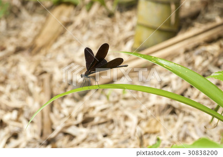 Hagorotorbo Hagorotorbo 30838200