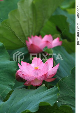 蓮花 30838560
