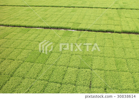 Rice before rice planting 30838614
