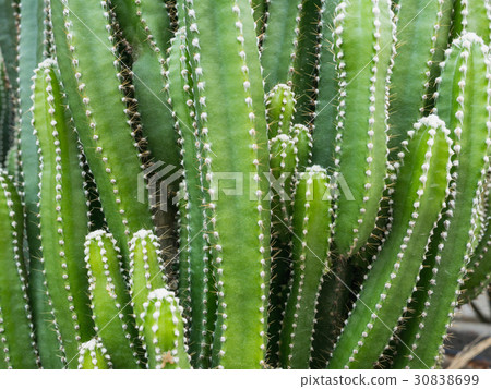 Groups of green cactus budding Groups of green cactus budding 30838699