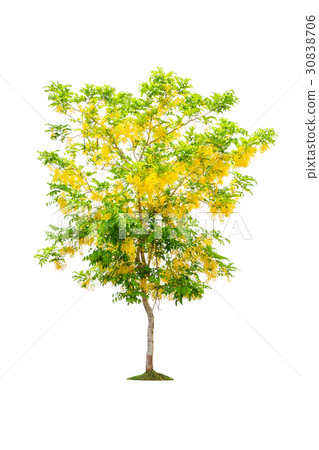 tree isolated on white tree isolated on white 30838706