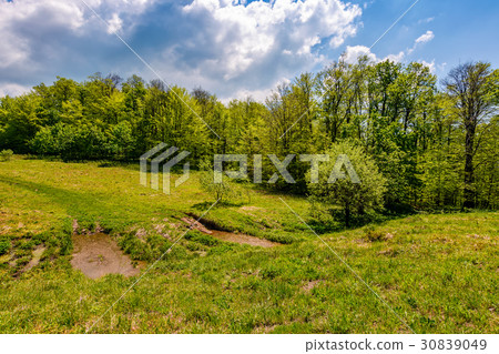 tree in rural area on beautiful summer day tree in rural area on beautiful summer day 30839049
