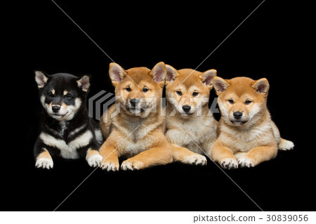 Beautiful shiba inu puppies 30839056