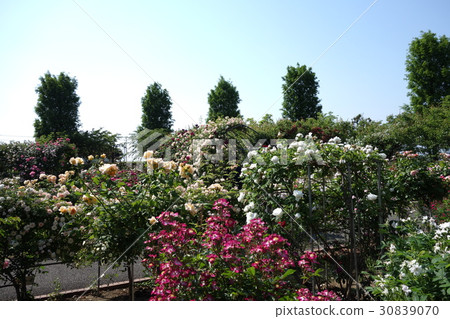 Road Station Meguma Agri Park Rose Garden Road Station Meguma Agri Park Rose Garden 30839070