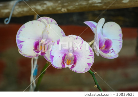 Orchid flowers blooming at the garden Orchid flowers blooming at the garden 30839625