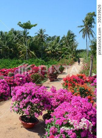 Flower plantation at sunny day in Vietnam Flower plantation at sunny day in Vietnam 30839626