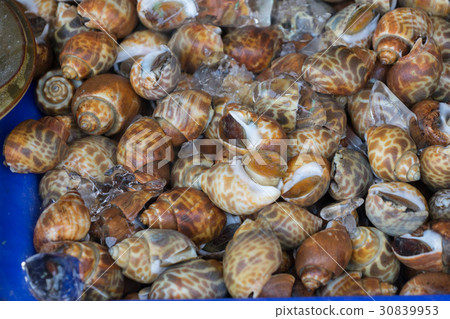 seafood spotted babylon food shell cuisine cook seafood spotted babylon food shell cuisine cook 30839953