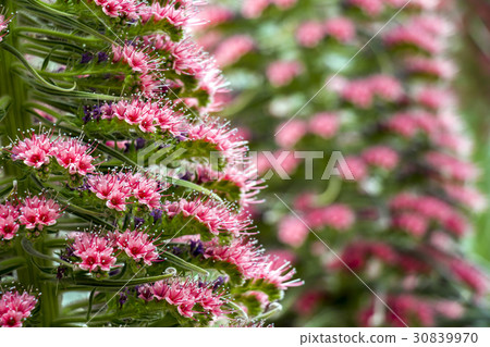 Ekium Ekium 30839970