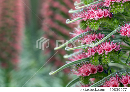 Ekium Ekium 30839977