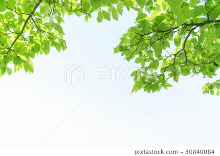 Fresh green of dogwood Fresh green of dogwood 30840084