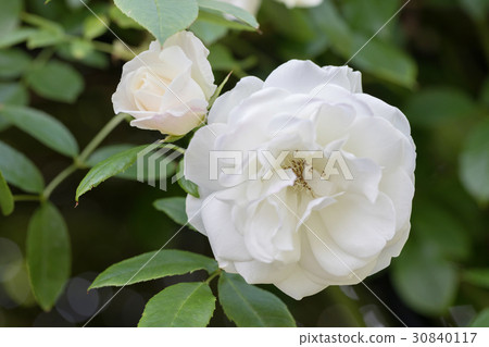 玫瑰鮮花（冰山） 30840117