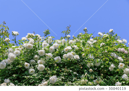 Rose flowers (Iceberg) 30840119