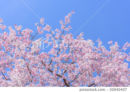 Cherry blossoms in full bloom and blue sky 30840407
