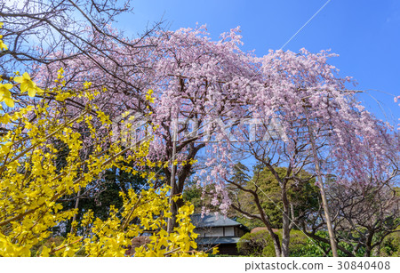 Buddhist cherries and Forsythia 30840408