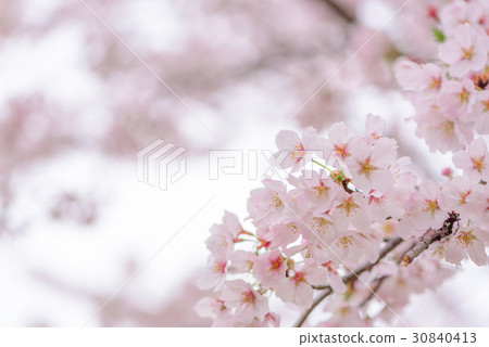 櫻花盛開 30840413