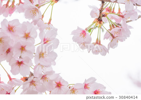 櫻花盛開 30840414