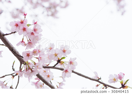 櫻花盛開 30840415