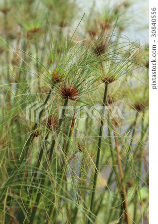 Egyptian papyrus sedge plant. Egyptian papyrus sedge plant. 30840556