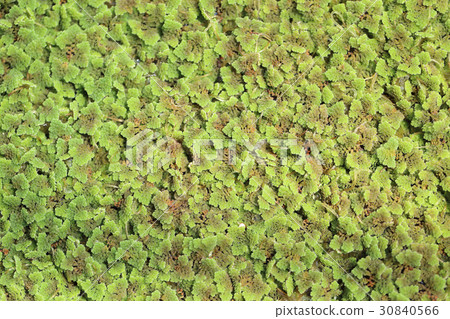 Azolla fern plant floating on water surface. 30840566