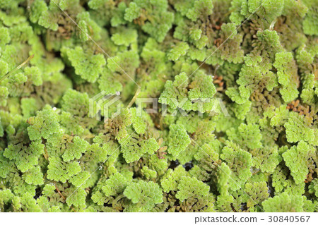 Azolla fern plant floating on water surface. 30840567