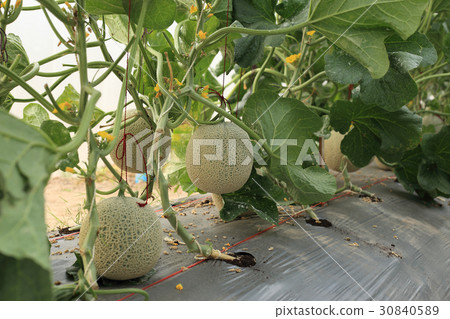 Melon fruit on plant in organic farm. Melon fruit on plant in organic farm. 30840589