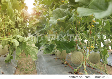 Melon fruit on plant in organic farm. Melon fruit on plant in organic farm. 30840590