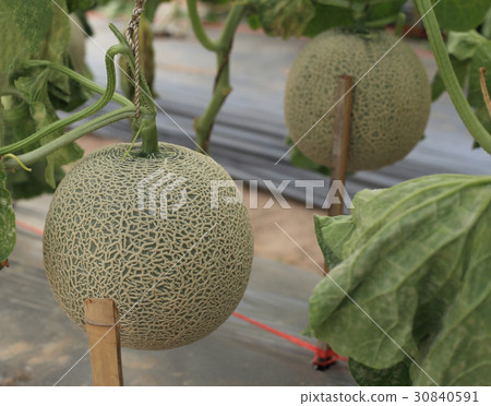 Melon fruit on plant in organic farm. Melon fruit on plant in organic farm. 30840591