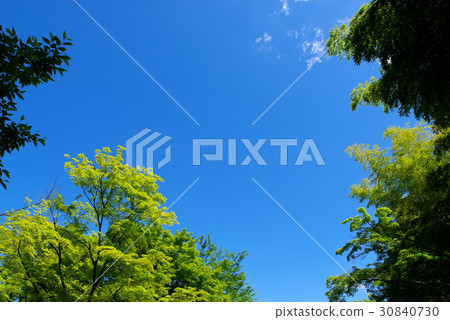 A large tree of maple growing in young leaves and a bamboo under a clear blue sky 30840730
