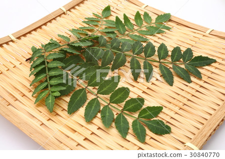 樹芽雲杉芽 30840770