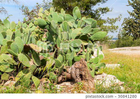Green flat rounded cladodes of opuntia cactus 30841280