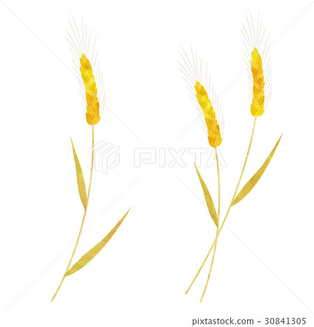 Wheat 30841305