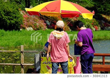 Azalea at the azalea festival Chiaki Park... - Stock Photo [30841313] -  PIXTA