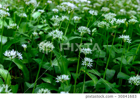 Thickets of wild garlic 30841683