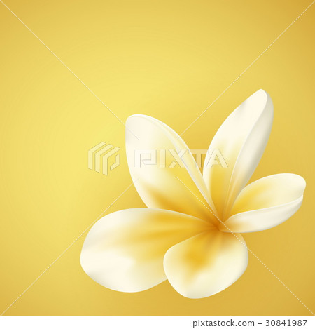 White and yellow Plumeria Flower 30841987